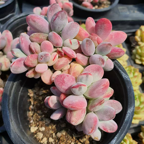 Cotyledon orbiculata，Succulent plants