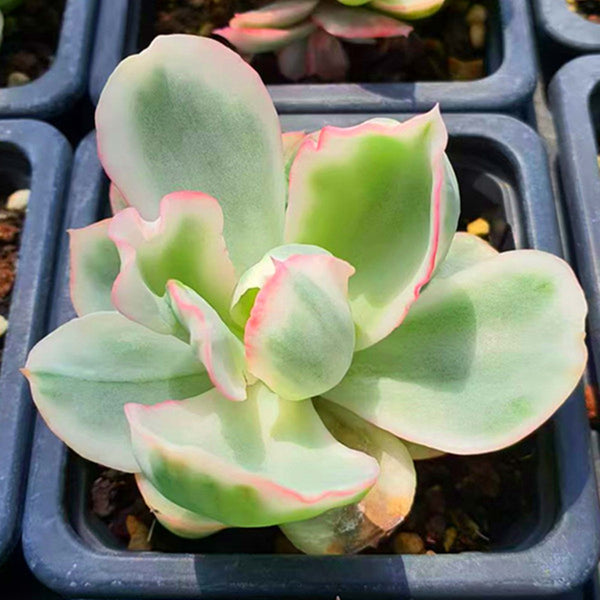 Echeveria 'Berkeley Light',Succulent plants,7cm