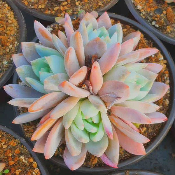 Echeveria Monroe,Succulent plants,18cm