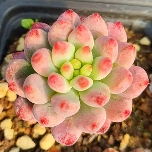 Echeveria cv. blue apple var,Succulent plants,7cm