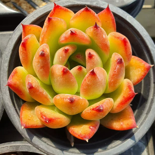 Echeveria morgain,Succulent plants 9cm