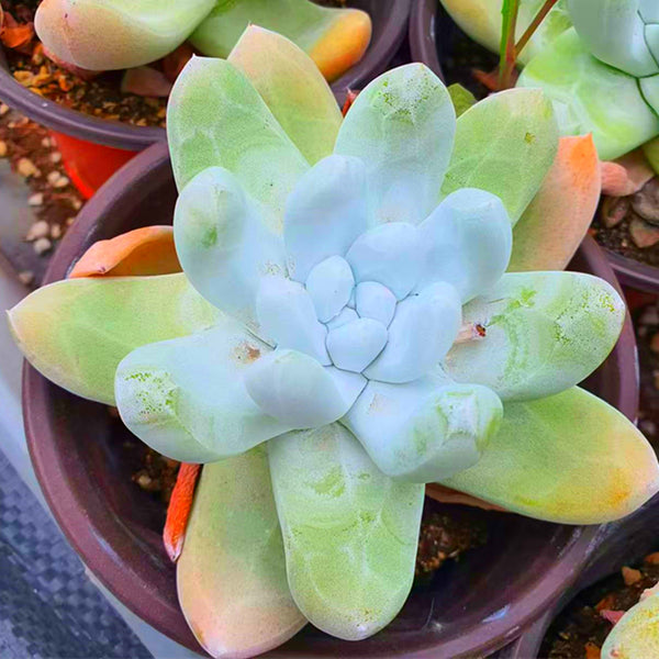 Dudleya finger,Succulent plants,15cm