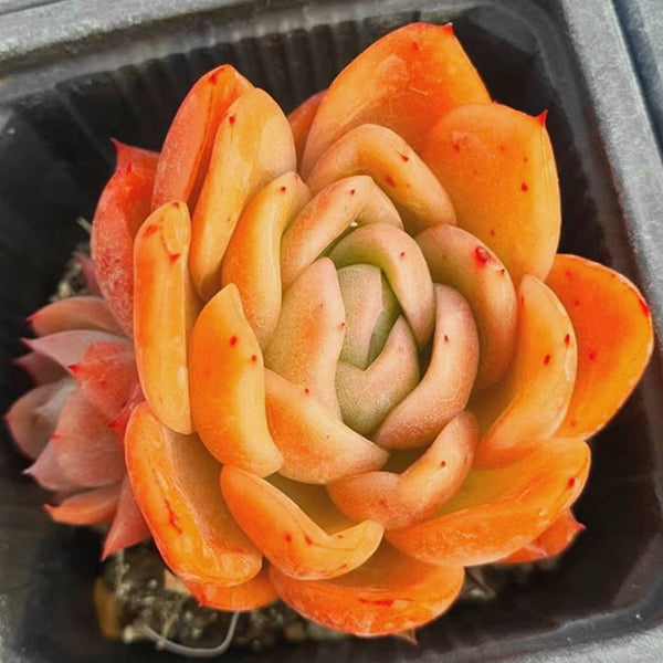 Echeveria 'Gilva',Succulent plants,7cm