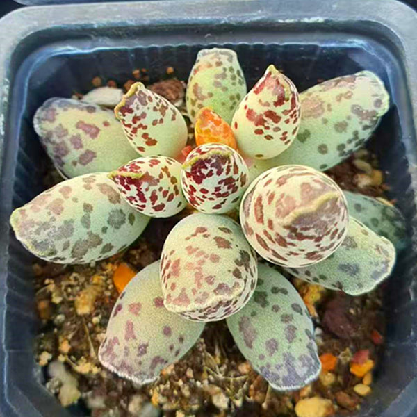 Adromischus cooperi Var.,Succulent plants,7cm