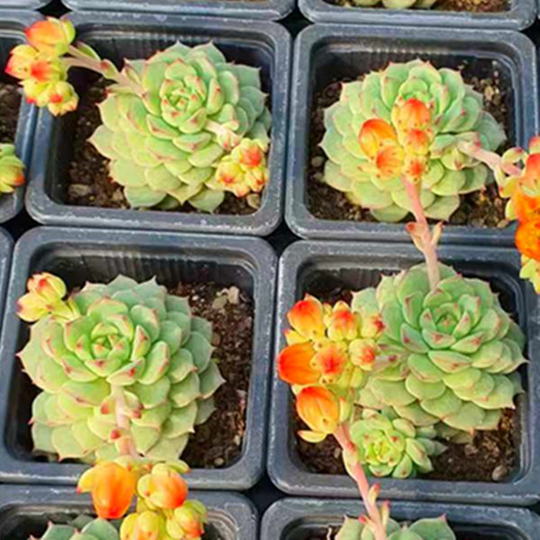 Echeveria sakura,Succulent plants,7cm