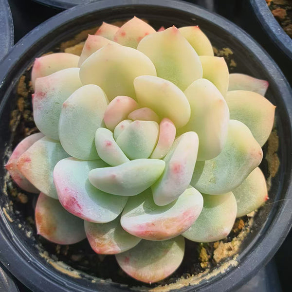 Echeveria Monroe var.