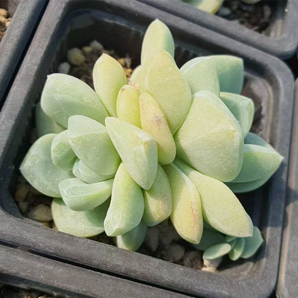 Echeveria 'Ice green',Succulent plants7cm