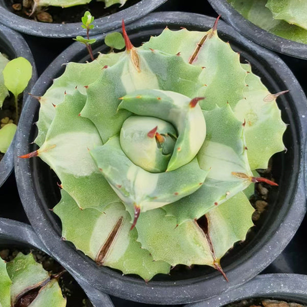 Agave spp,Succulent plants 9cm