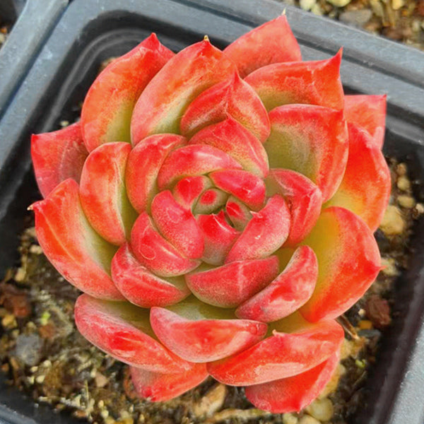 Echeveria anna,Succulent plants,7cm