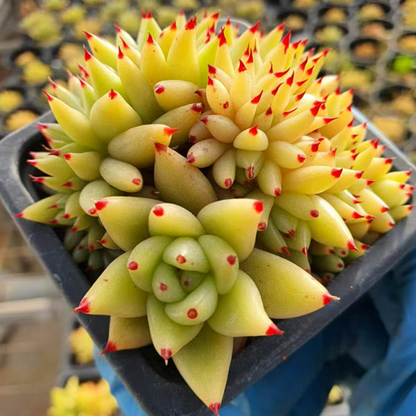 Echeveria agavoides f.cristata,Succulent plants,9cm