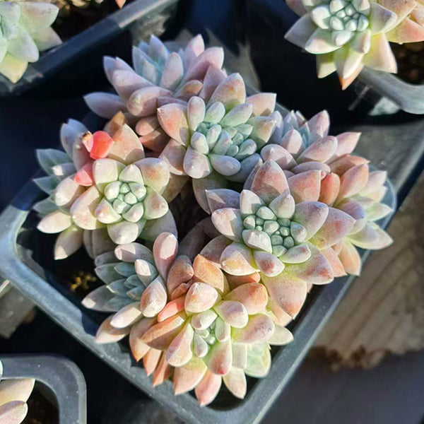 Dudleya White greenei,Succulent plants,7cm