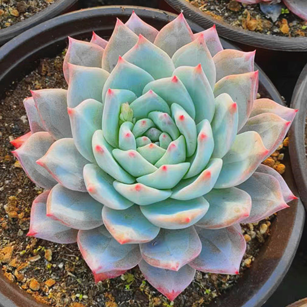 Echeveria Blue Bird,Succulent plants,15cm