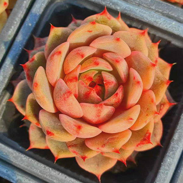 Echeveria 'Ben Badis',Succulent plants,7cm