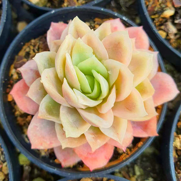 Echeveria ice piece,Succulent plants,5cm