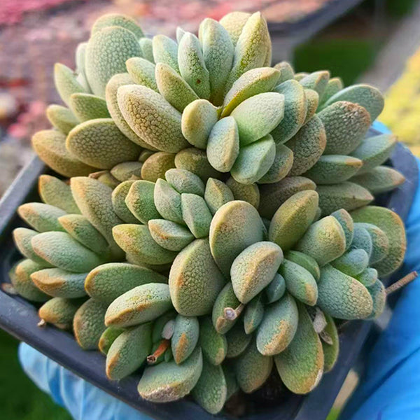 Crassula tecta,Succulent plants,7cm