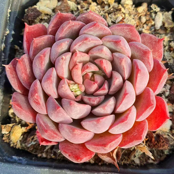 Echeveria yaoji,Succulent plants,7cm