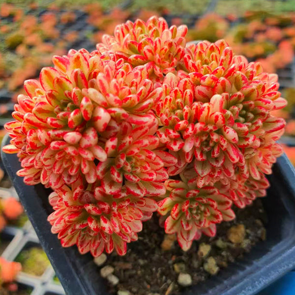 Aeonium sedifolius，Succulent plants，7cm