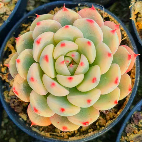 Echeveria  Minima varietied,Succulent plants,7cm