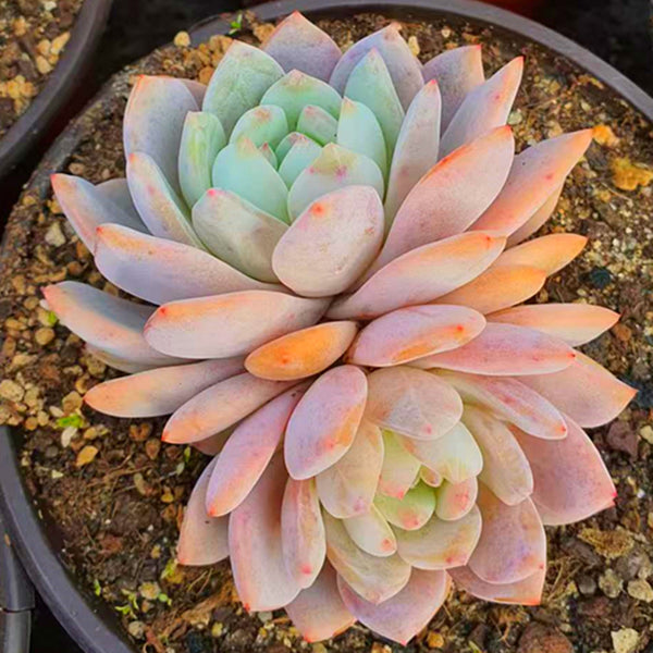 Echeveria Monroe,Succulent plants,15cm