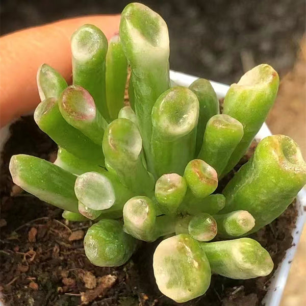 Crassula obliqua gollum var. 7cm