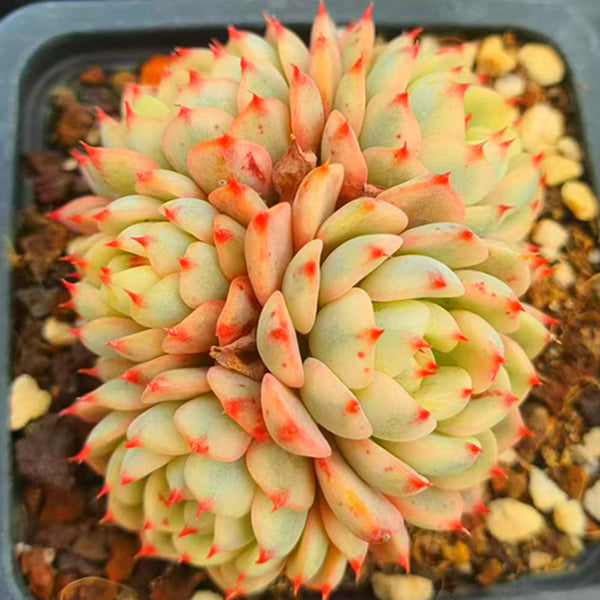 Echeveria  Minima variety,Succulent plants,7cm