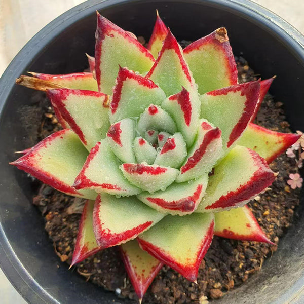 Echeveria agavoides Ebony,Succulent plants,13cm