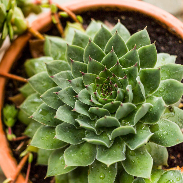 Green Thumb or Not, Our Succulents Thrive in Any Home